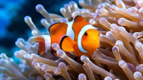 15 Fascinating Facts About Clownfish