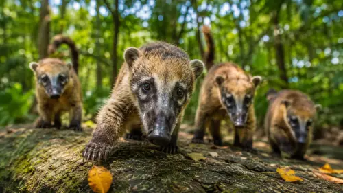 15 Fascinating Facts About Coatis