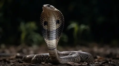 15 Fascinating Facts About Cobras