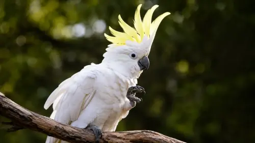 15 Cool Facts About Cockatoos