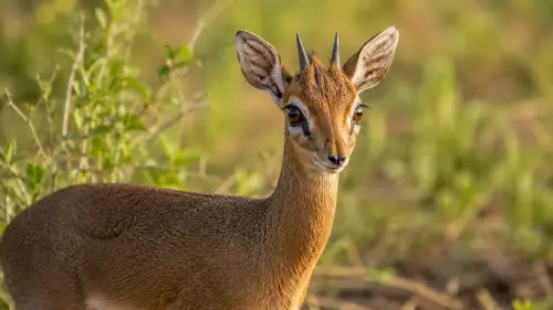 15 Unique Facts About Dik-diks