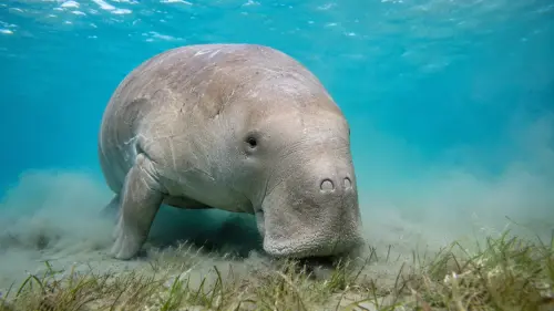 15 Curious Facts About Dugongs