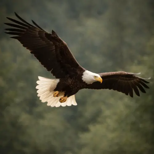 The Sovereign Sky Predators: 15 Fascinating Facts About Eagles