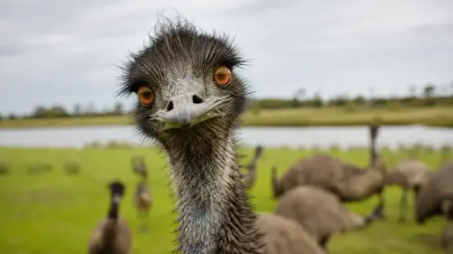 15 Fascinating Facts About Emus