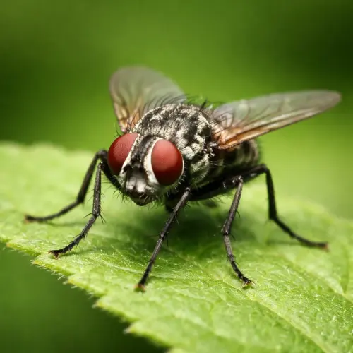 The Astonishing Dipterans: 15 Fascinating Facts About Flies
