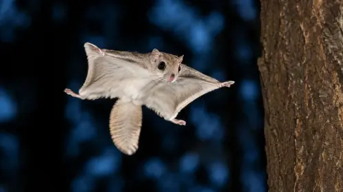 15 Incredible Facts About Flying Squirrels