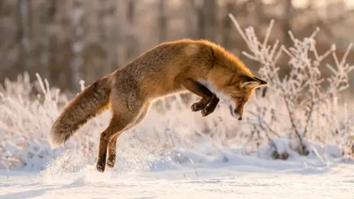 15 Fascinating Facts About Foxes