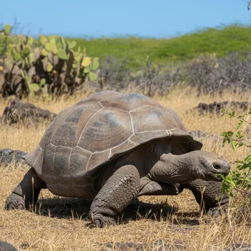 The Enduring Giants: 15 Fascinating Facts About Galápagos Tortoises