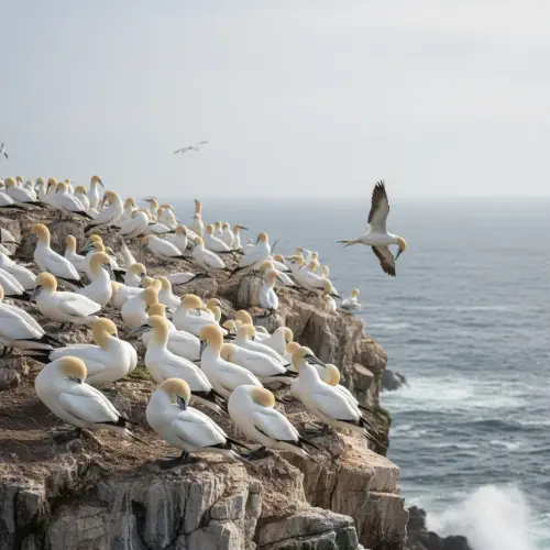 The Dashing Plunge-Diver: 15 Fascinating Facts About Gannets