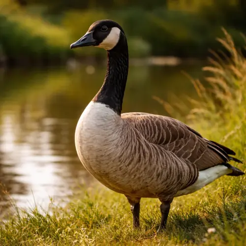 The Sentinel Aviators: 15 Fascinating Facts About Geese