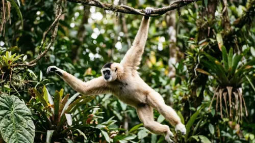 15 Fascinating Facts About Gibbons