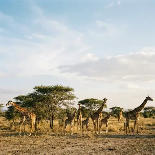 The Towering Savanna Giants: 15 Fascinating Facts About Giraffes
