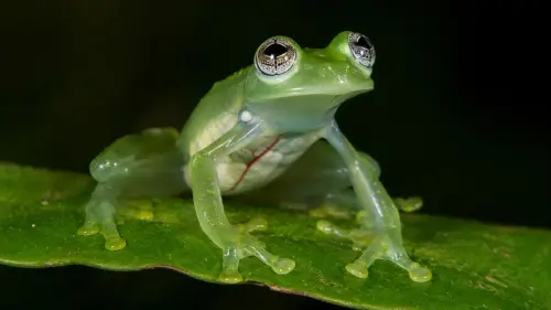 15 Interesting Facts About Glass Frogs