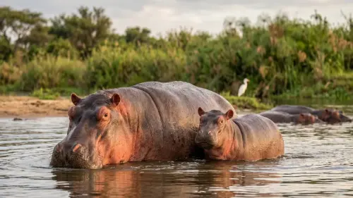 15 Fascinating Facts About Hippos