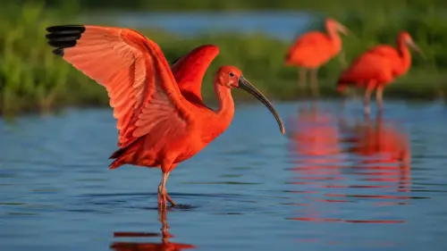 15 Interesting Facts About Ibises