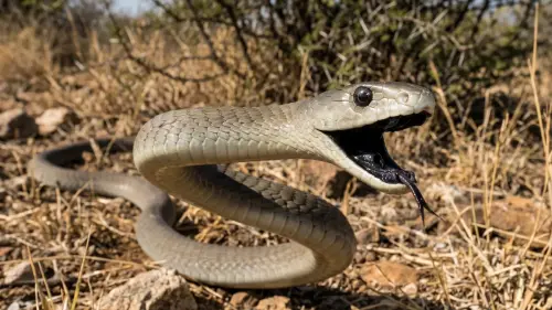 15 Fascinating Facts About Mambas