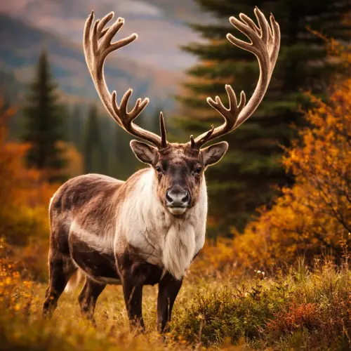 The Resilient Traveler: 15 Fascinating Facts About Reindeer
