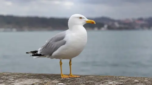 15 Fascinating Facts About Seagulls