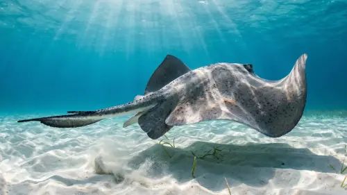 15 Fascinating Facts About Stingrays