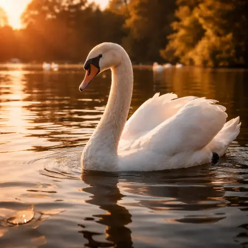 The Majestic Waterfowl: 15 Fascinating Facts About Swans