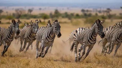15 Fascinating Facts About Zebras