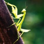 15 Fun Facts About Praying mantises