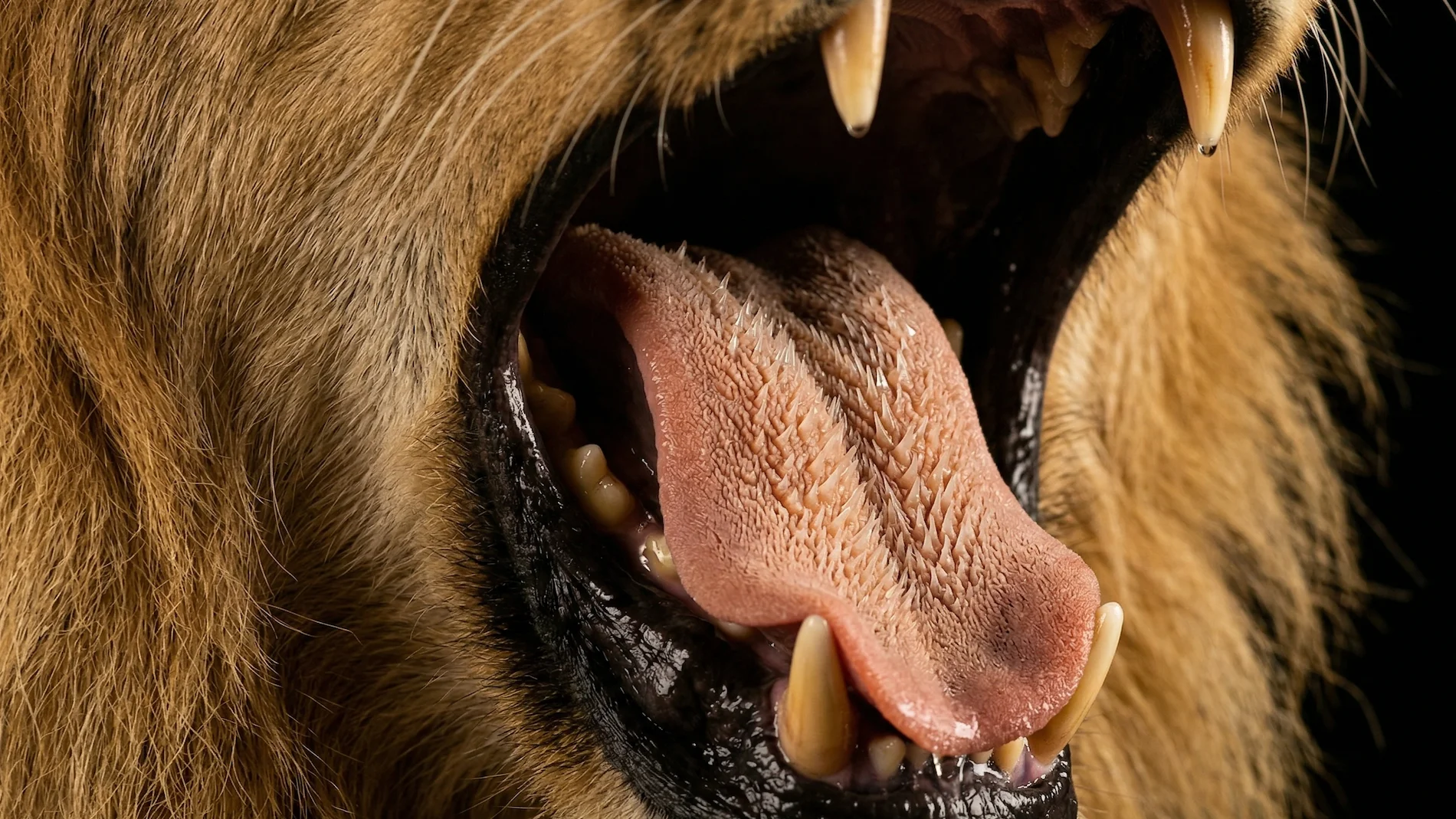 Lion teeth
