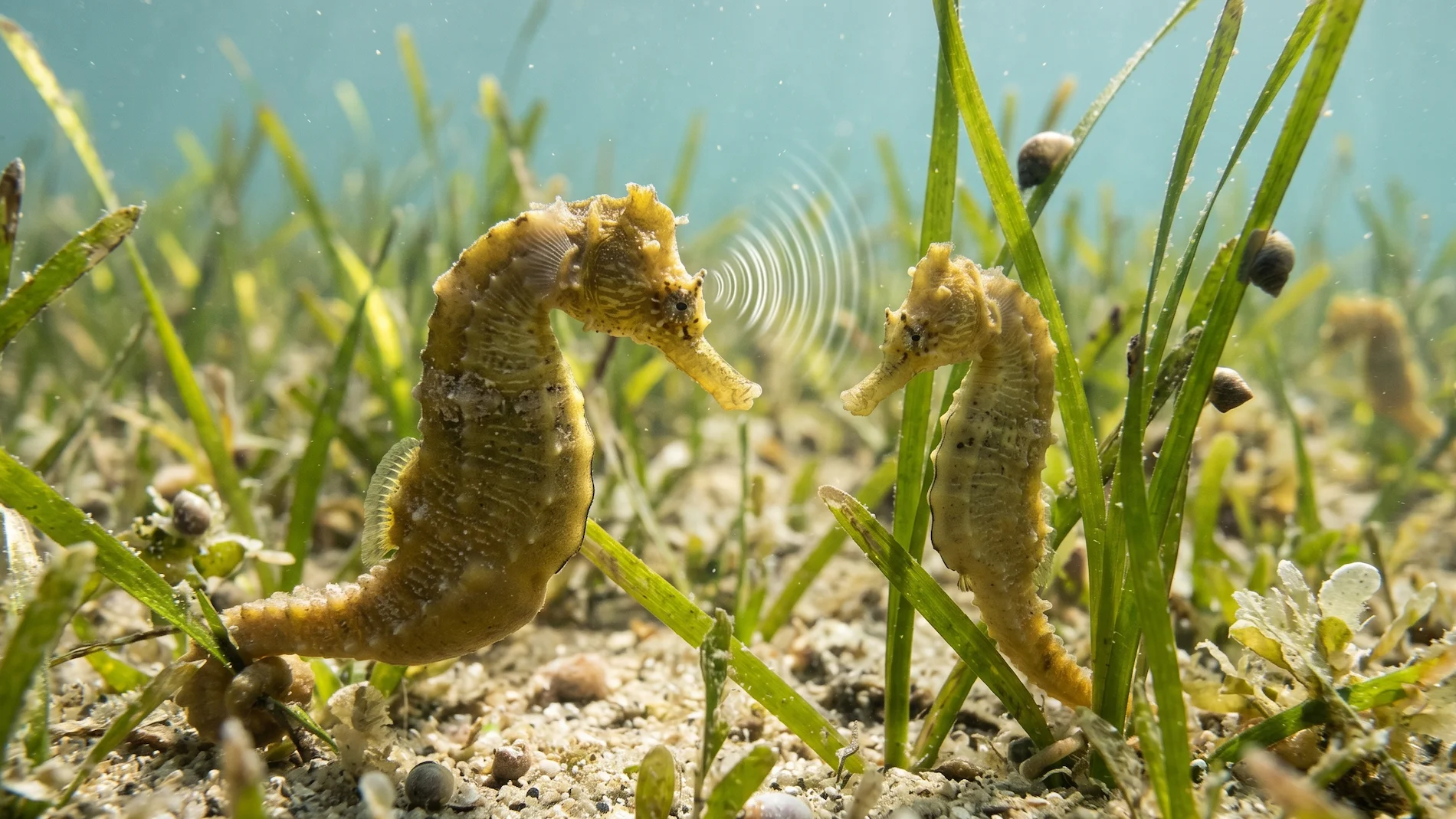 Despite lacking vocal cords, seahorses are actually quite noisy creatures that actively communicate with each other using a distinct acoustic system. They produce a sharp, rhythmic clicking or smacking sound by rapidly rubbing two small bones together at the very back of their skulls, right behind their coronet. These high-pitched clicks are most frequently heard during their elaborate courtship dances or when two males are aggressively competing over a specific territory. The acoustic vibrations easily travel through the dense water, allowing them to communicate while remaining perfectly camouflaged in the seagrass.