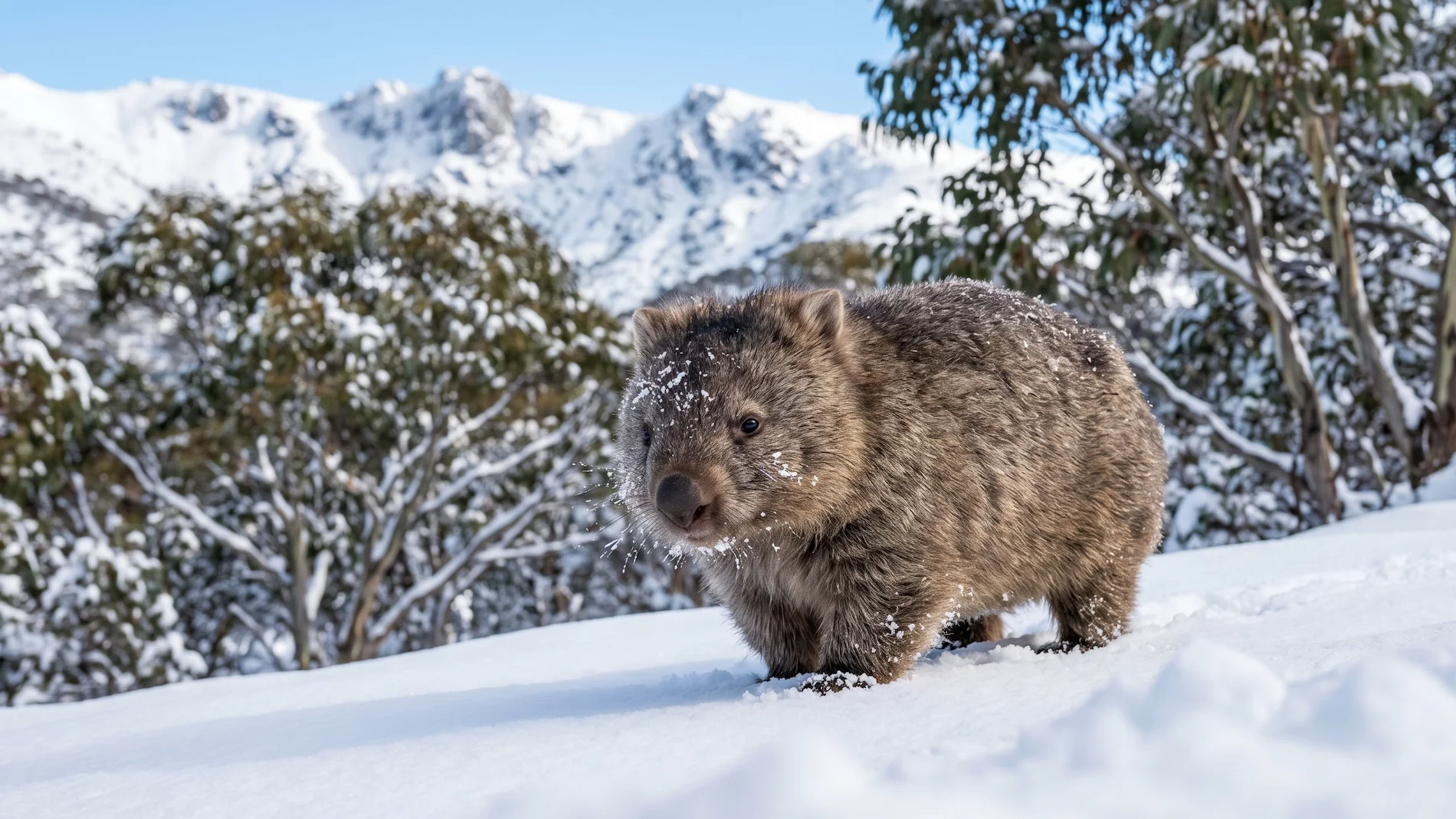 A wild wombat standing in the snow in the Australian Alps, contrasting the usual image of a hot desert continent.