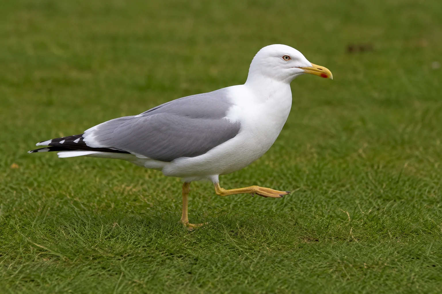 Gulls Execute Brilliant Rain Dances