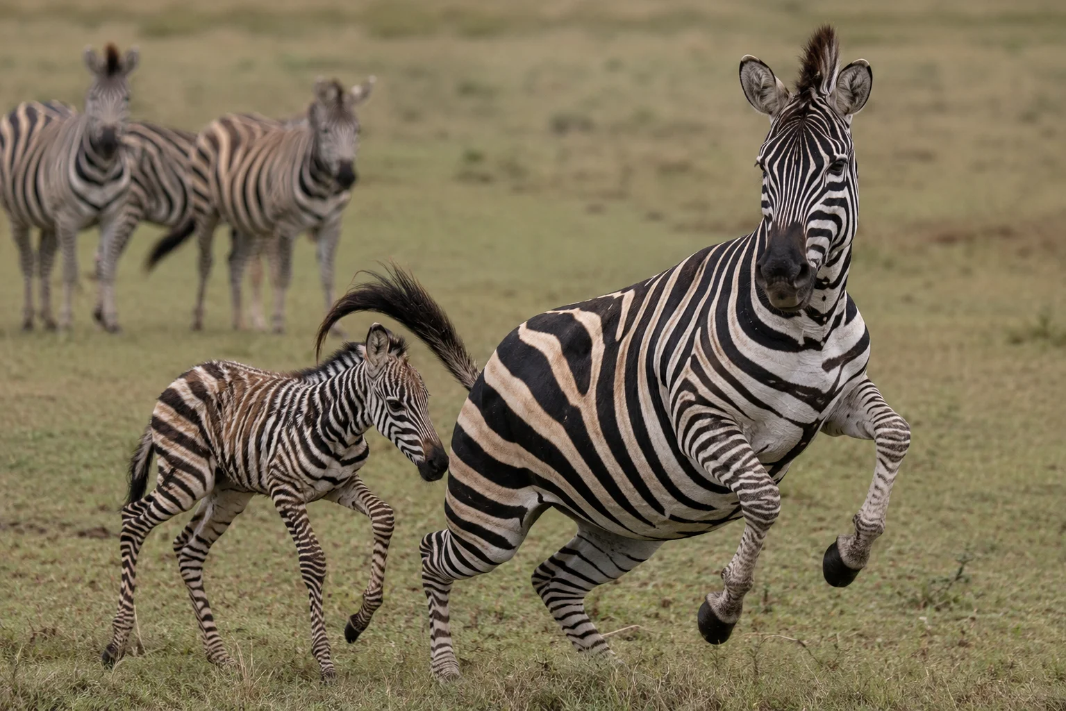 Mother Zebra Hides from the Herd to Imprint