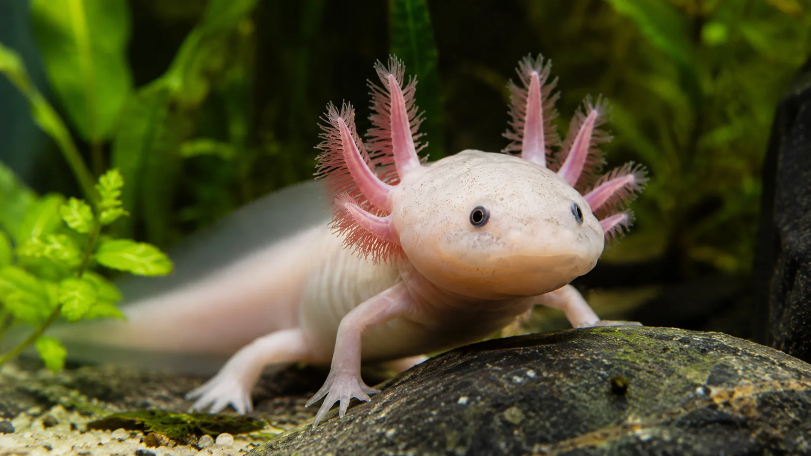 Axolotl Possess God-Like Regeneration