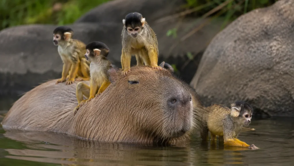 Capybara with monkeys
