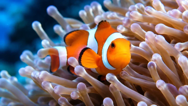 15 Fascinating Facts About Clownfish