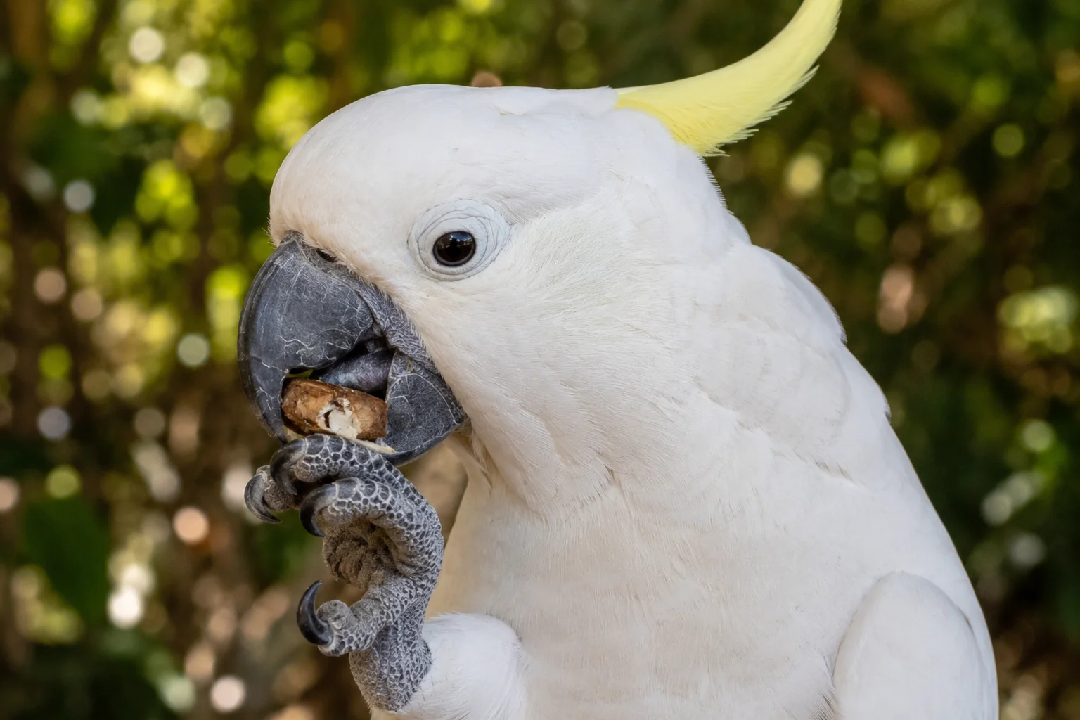 A cockatoo's beak is not just a simple pair of scissors; it is a highly advanced cracking tool.