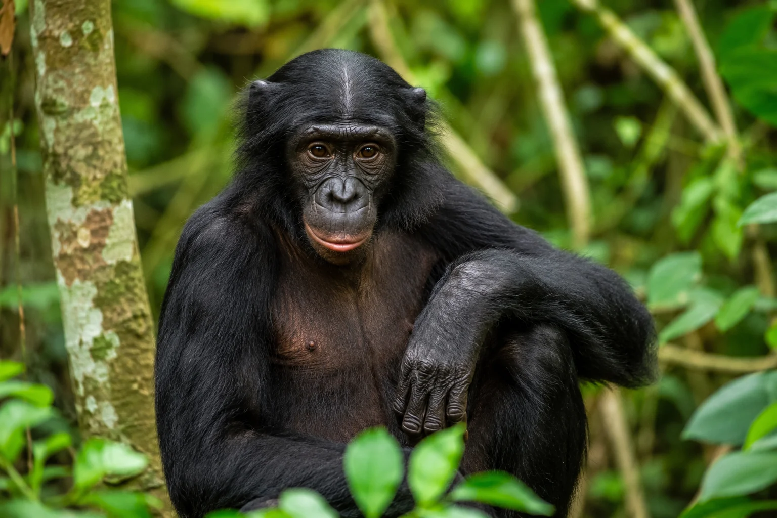 One of their most famous traits of bonobo is the hair on top of their heads, which naturally grows with a neat, distinct part straight down the middle. 