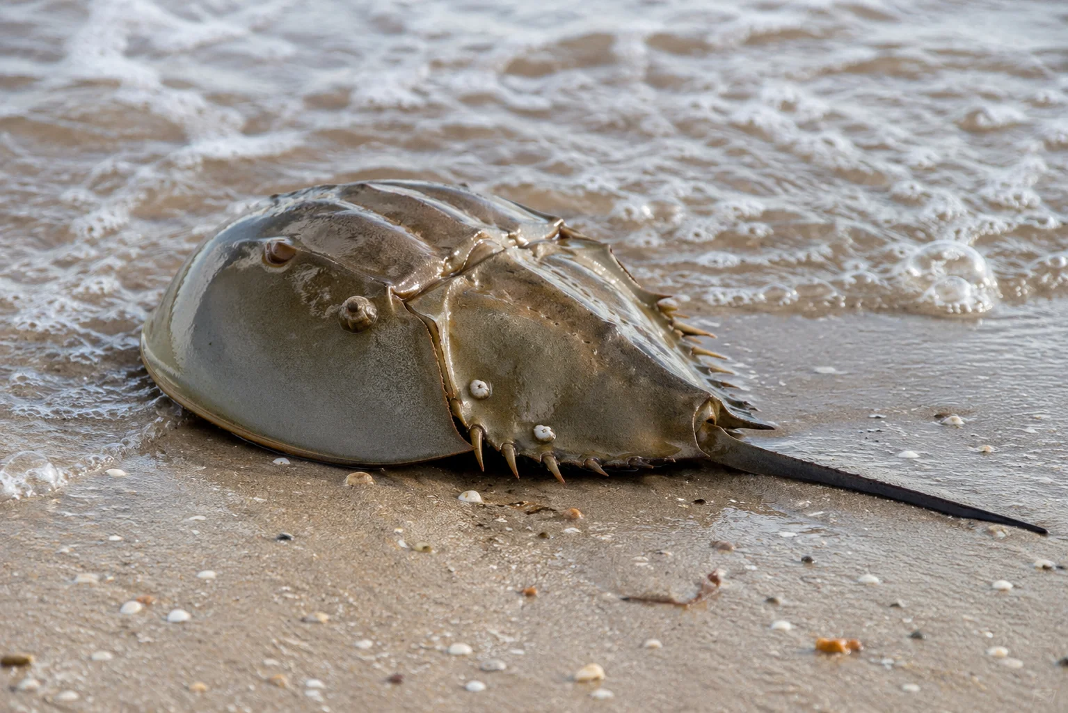 Horseshoe Crabs Are Fake Crabs