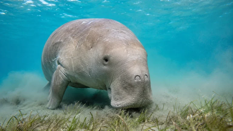 15 Curious Facts About Dugongs