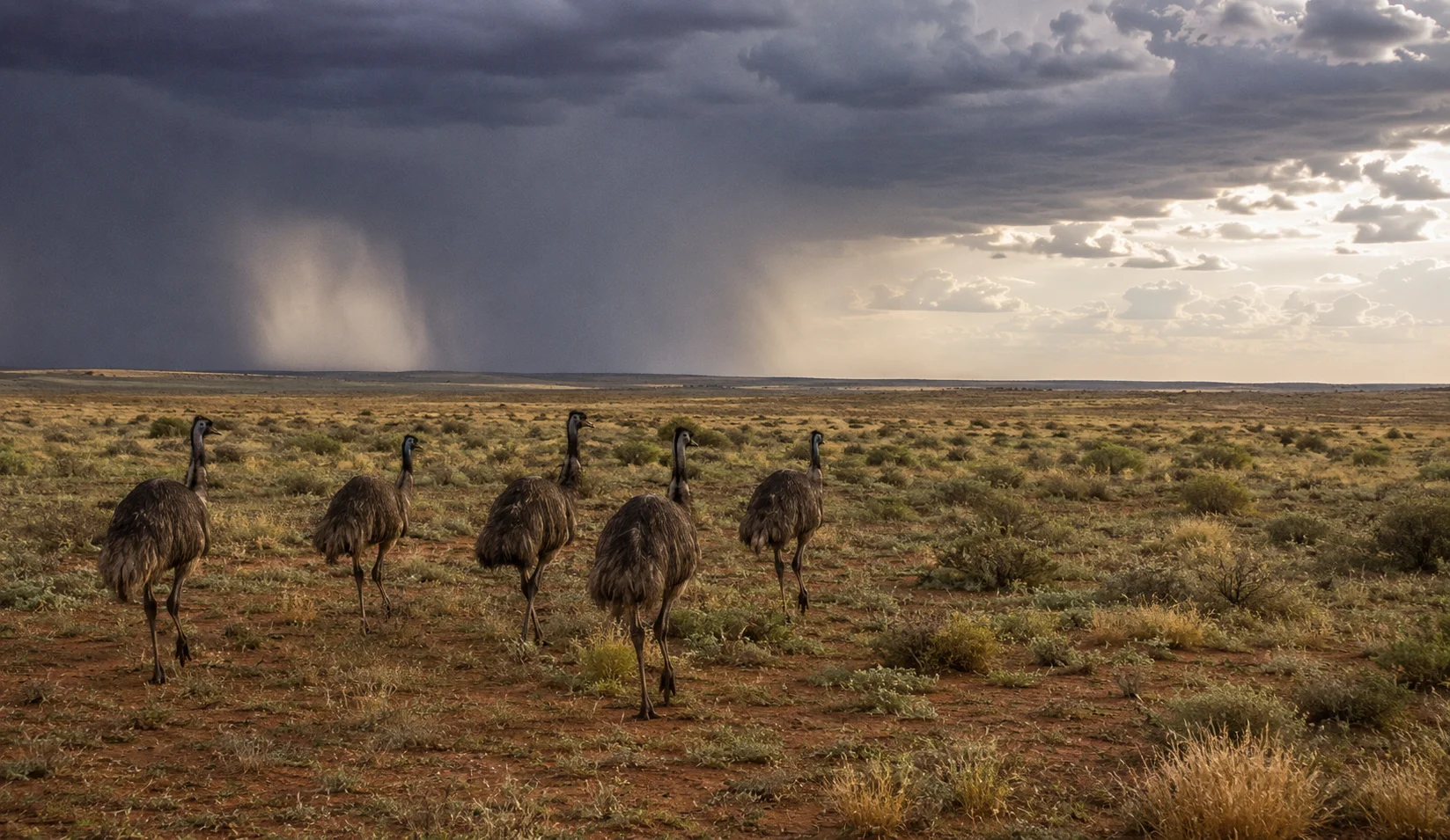 Emus are migrating.