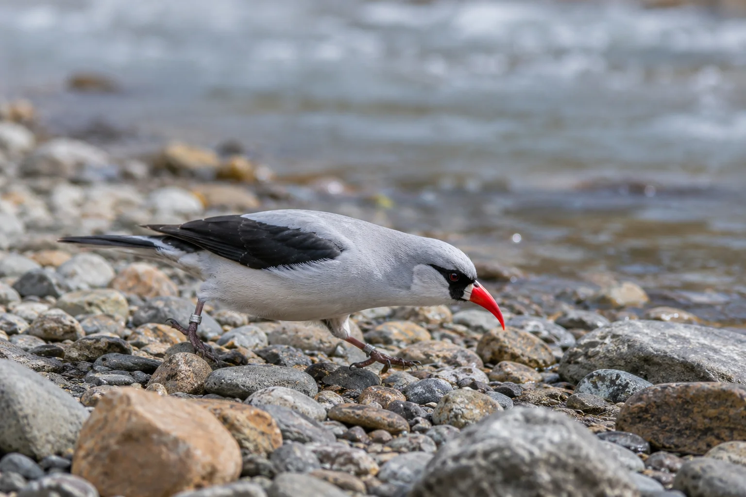 ibisbills become very protective of their chosen river territory