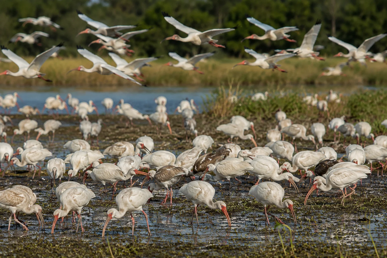 Ibises are highly gregarious birds, meaning they strongly prefer the company of others over a solitary life.