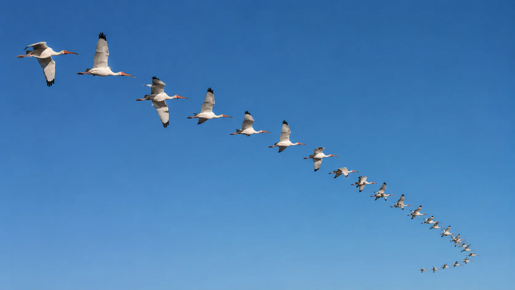 When ibises need to travel long distances, especially during seasonal migrations, they fly together in a large "V" formation.