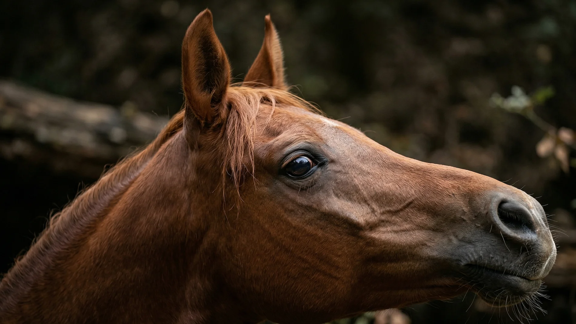 Arabian horse head