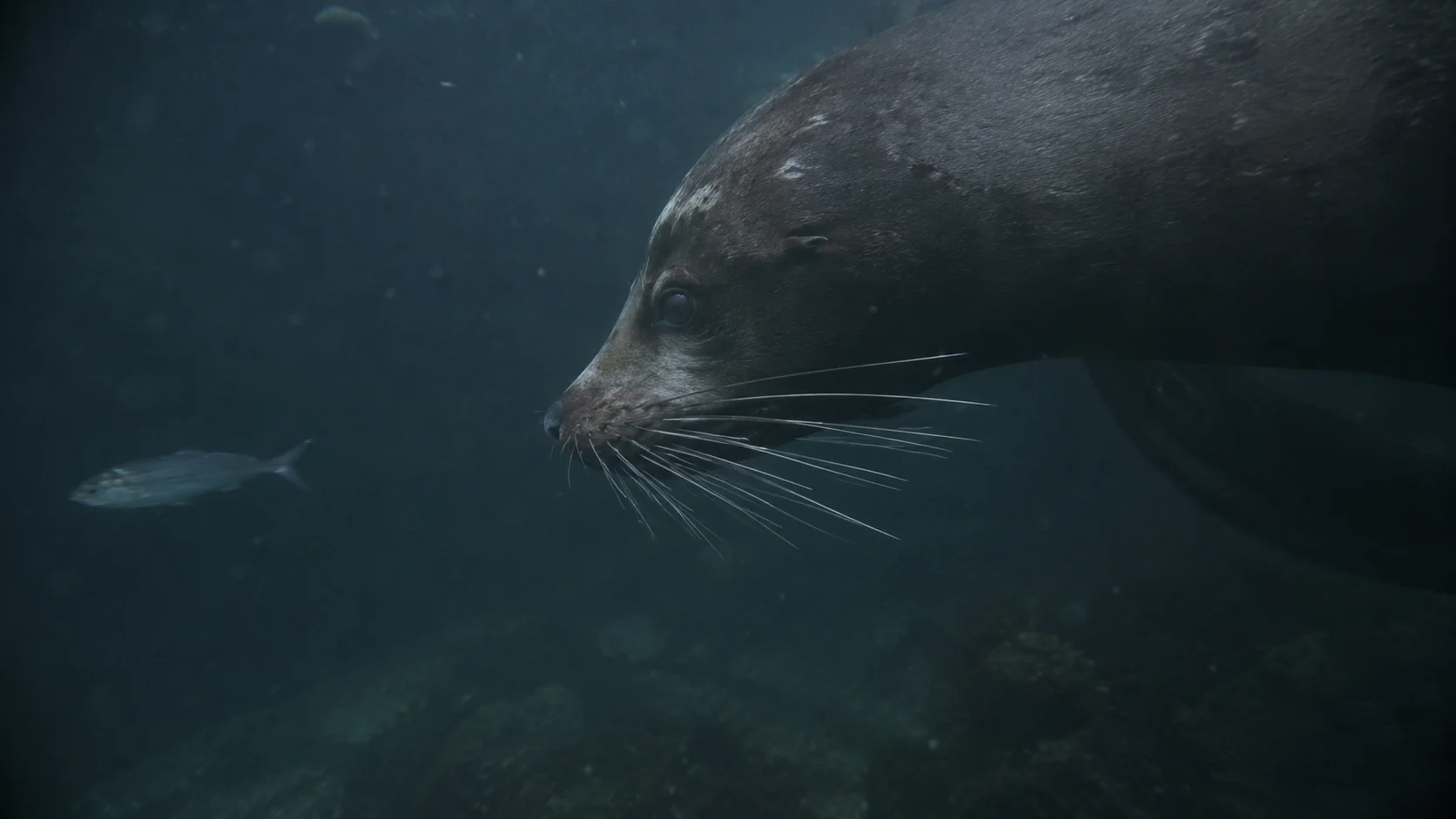 A sea lion's whiskers, called vibrissae,