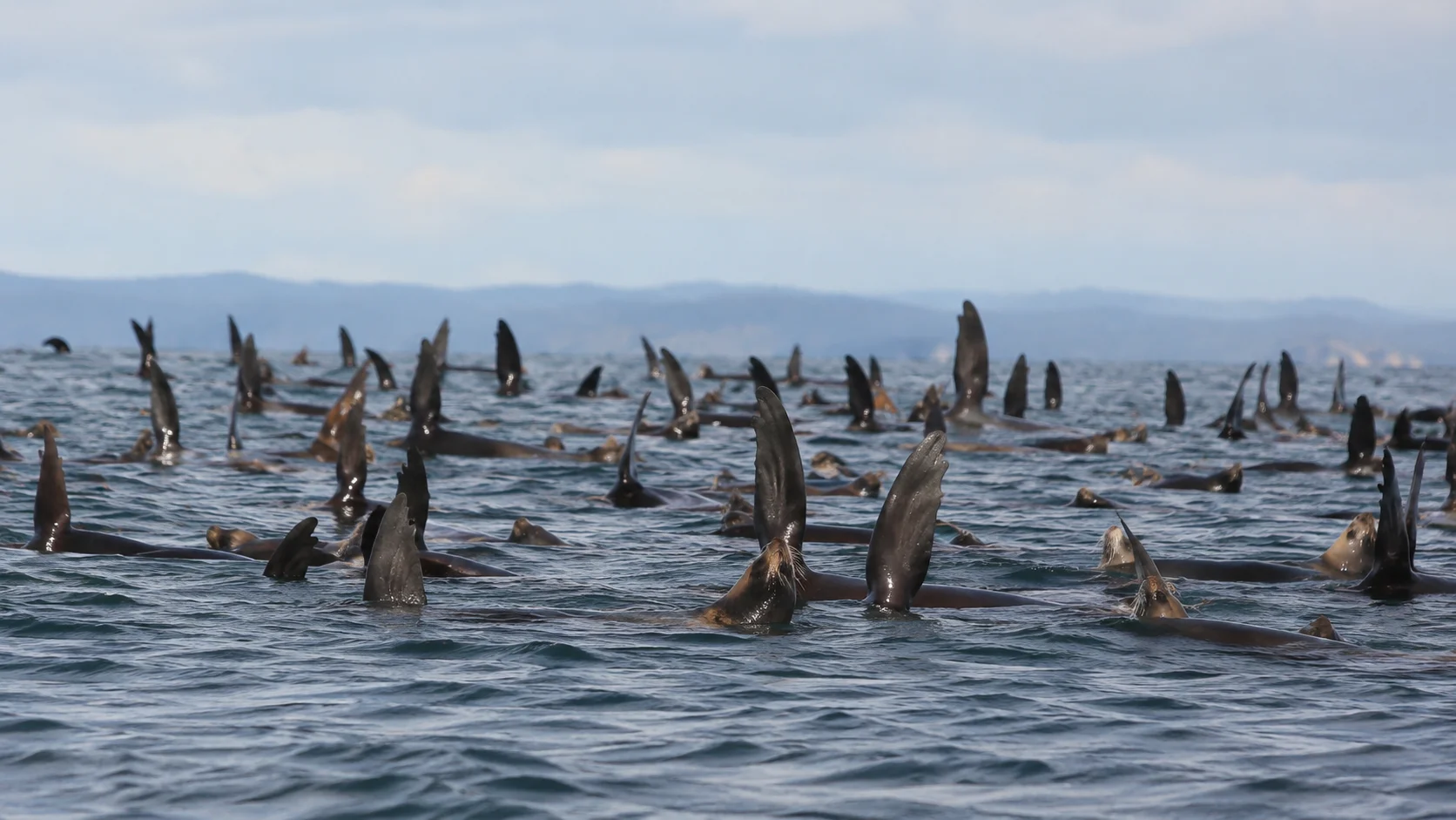 a massive group of sea lions floating on the ocean's surface with their flippers sticking straight up into the air