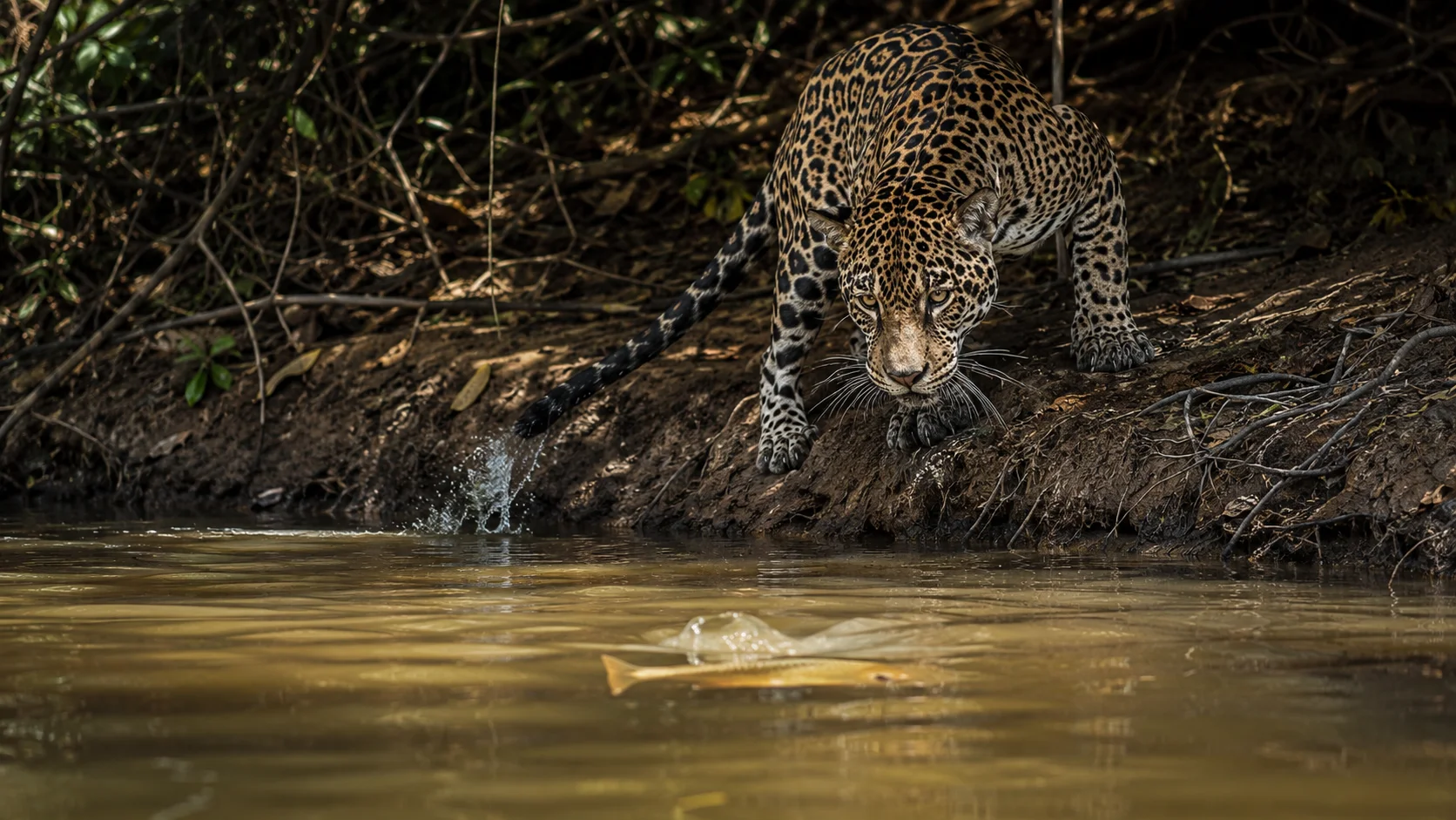 When hunting fish, jaguars use a remarkably clever tactic. They will occasionally tap the surface of the water with their tails to mimic the movement of dropping fruit or struggling insects. This lures curious fish right to the surface, allowing the cat to quickly snatch a meal from the riverbank.