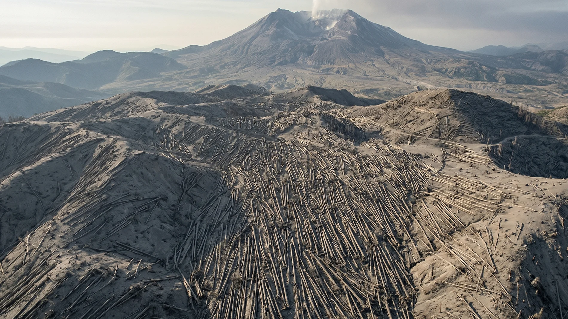 Aerial view of thousands of trees flattened like matchsticks on the ash-covered landscape after the Mount St. Helens eruption.