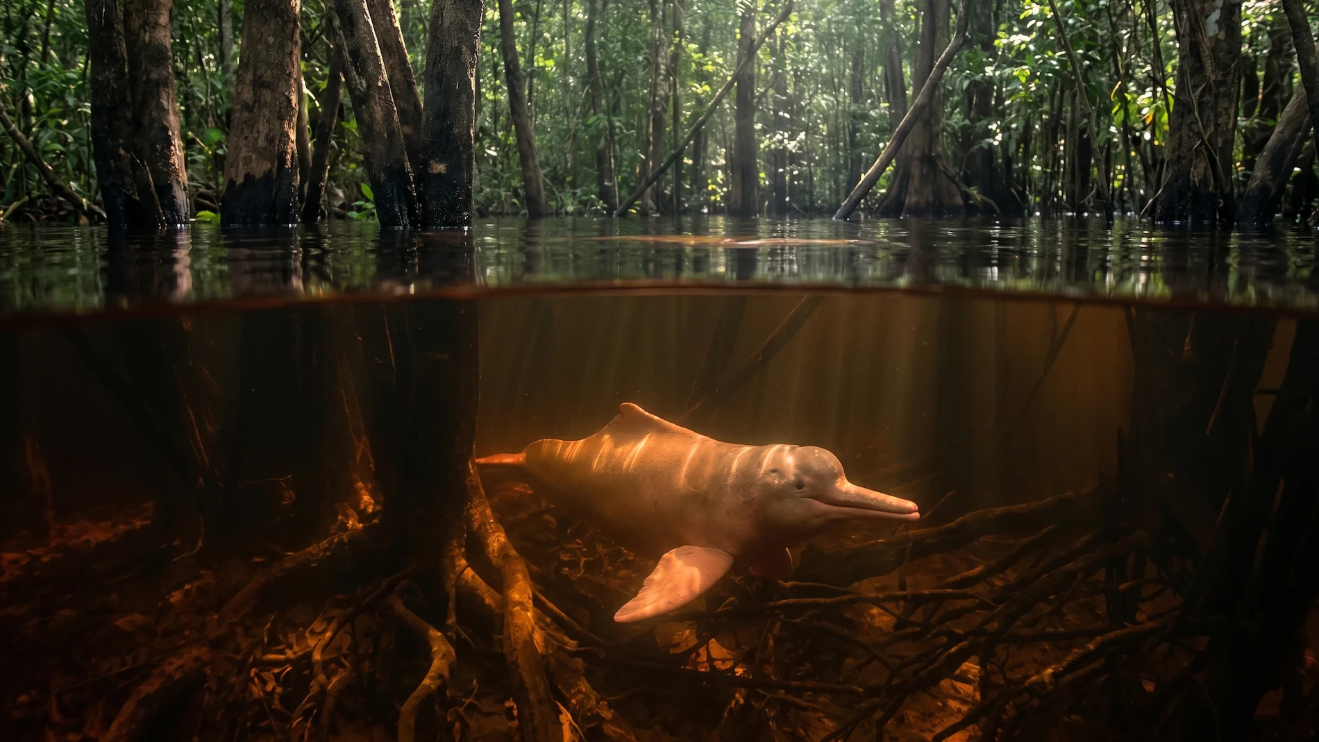 A beautiful Pink River Dolphin swimming underwater among the flooded tree roots of the Amazon Rainforest.