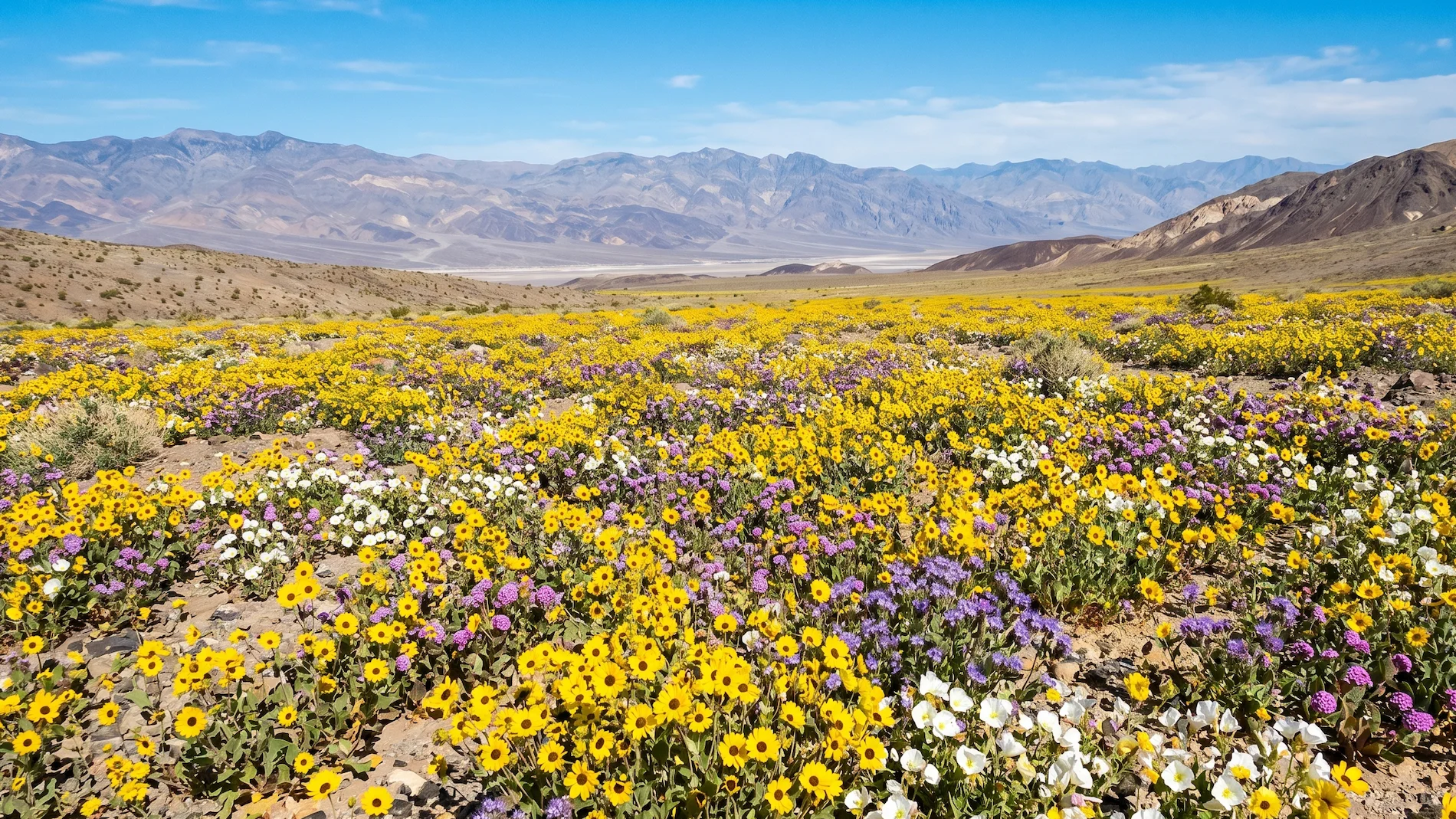 A rare superbloom event covering the harsh desert floor of Death Valley in millions of vibrant yellow and purple wildflowers.