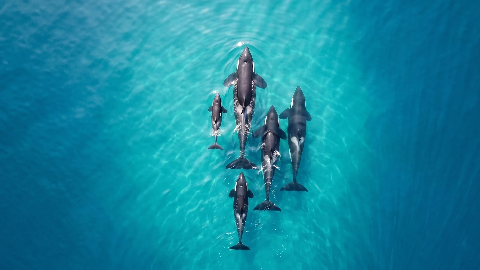 An aerial view of an orca pod, including a matriarch and a calf, swimming tightly together in turquoise ocean waters.